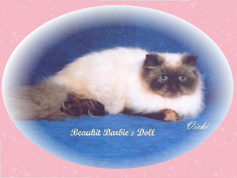 tortie pt Female cat