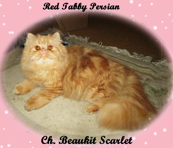 red tabby female cat